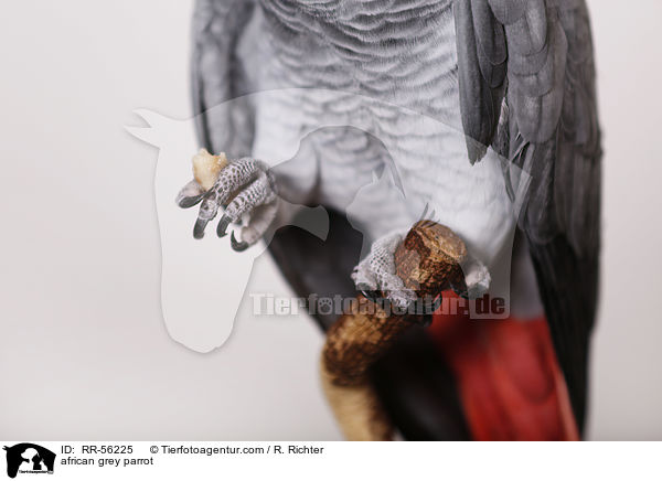 african grey parrot / RR-56225