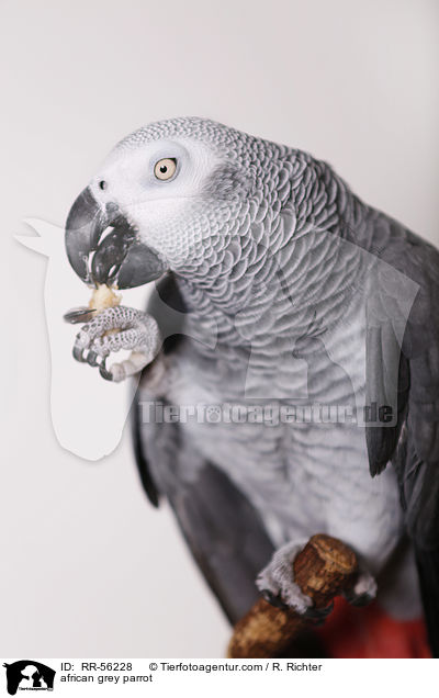 Graupapagei / african grey parrot / RR-56228