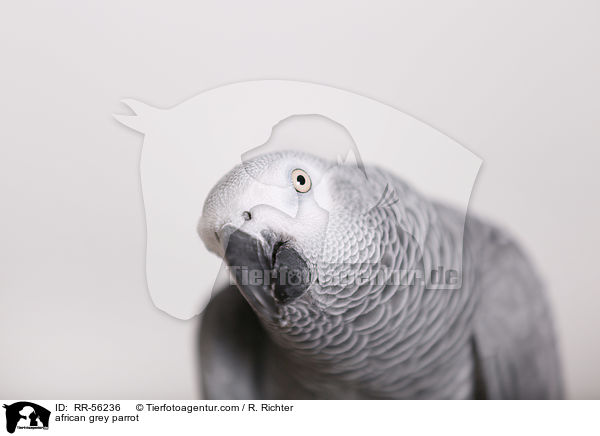 Graupapagei / african grey parrot / RR-56236