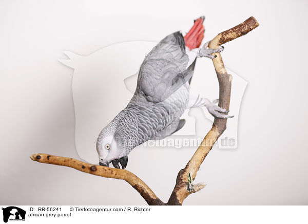 Graupapagei / african grey parrot / RR-56241