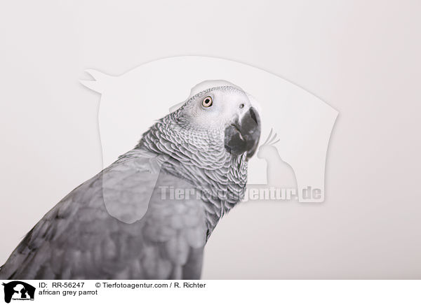 Graupapagei / african grey parrot / RR-56247