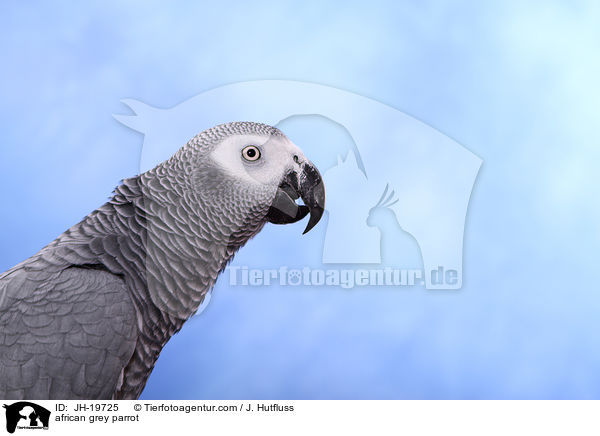 Graupapagei / african grey parrot / JH-19725