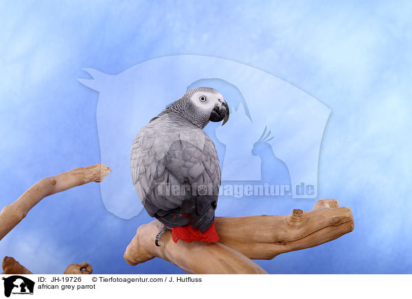 Graupapagei / african grey parrot / JH-19726