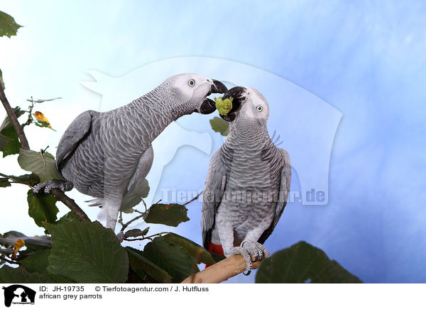 Graupapageien / african grey parrots / JH-19735