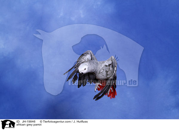 Graupapagei / african grey parrot / JH-19846