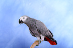 african grey parrot