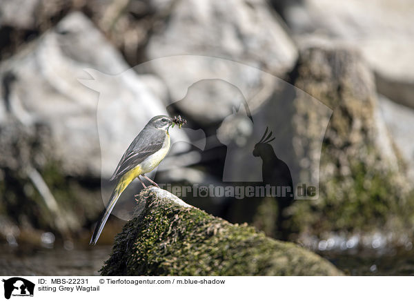 sitzende Gebirgsstelze / sitting Grey Wagtail / MBS-22231