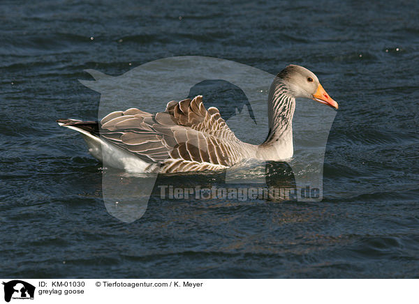 Graugans / greylag goose / KM-01030