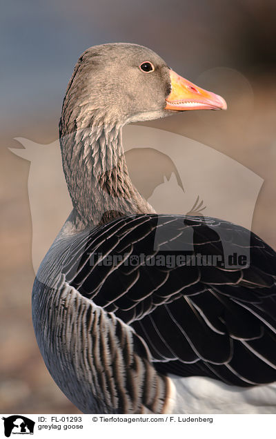 Grausgans Portrait / greylag goose / FL-01293