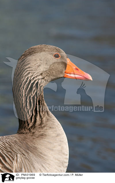 Graugans / greylag goose / PM-01969