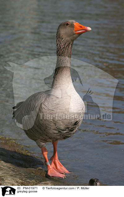 Graugans / greylag goose / PM-01971