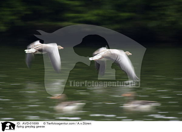 fliegende Graugnse / flying greylag geese / AVD-01699