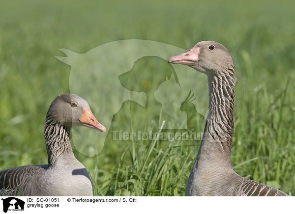 Graugans / graylag goose / SO-01051