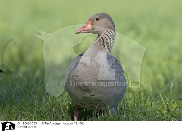 Graugans / graylag goose / SO-01053