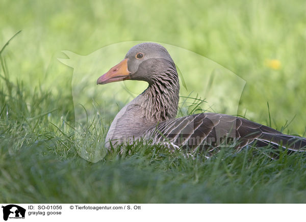 Graugans / graylag goose / SO-01056