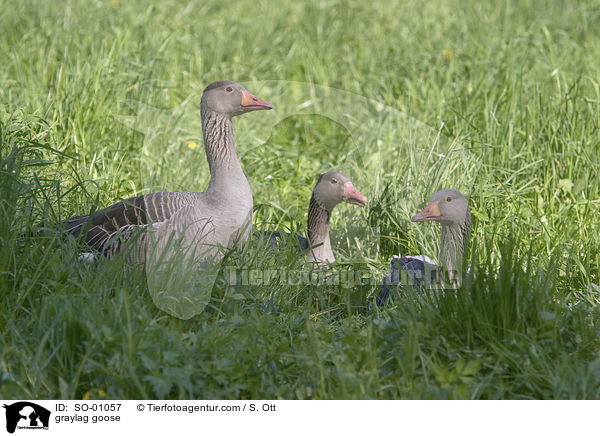 Graugans / graylag goose / SO-01057