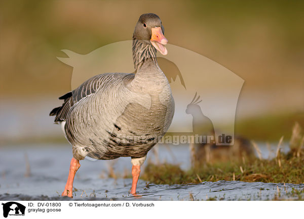 Graugans / graylag goose / DV-01800