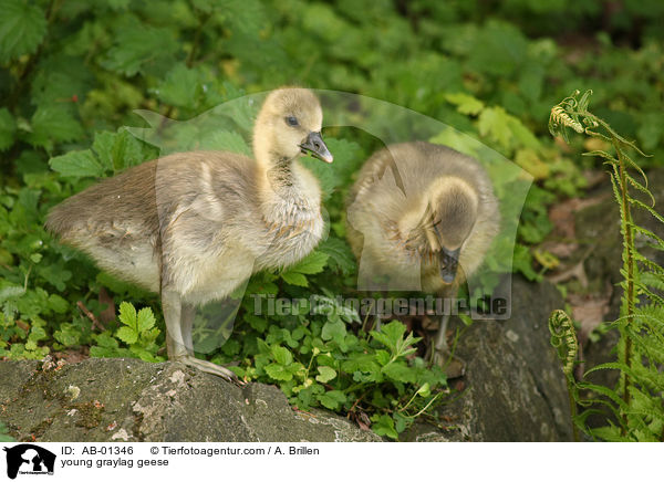 Grauganskken / young graylag geese / AB-01346