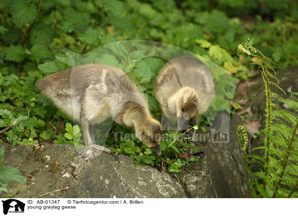 Grauganskken / young graylag geese / AB-01347