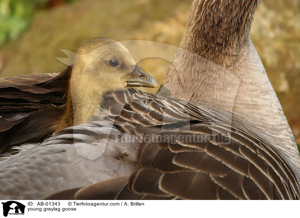 Grauganskken / young graylag goose / AB-01343