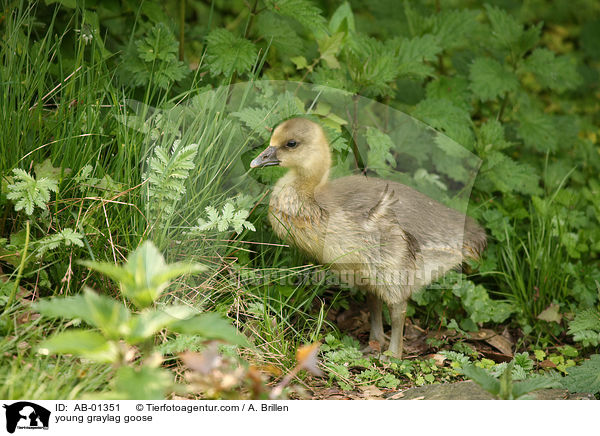 Grauganskken / young graylag goose / AB-01351