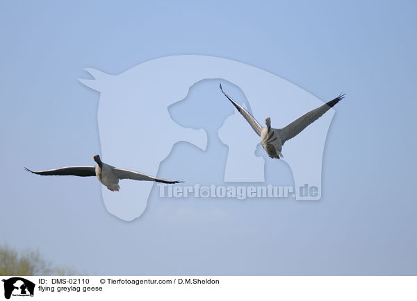fliegende Graugnse / flying greylag geese / DMS-02110