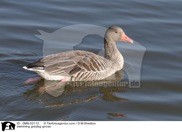 schwimmende Graugans / swimming greylag goose / DMS-02112