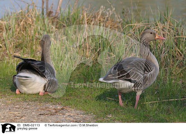 Graugnse / greylag geese / DMS-02113