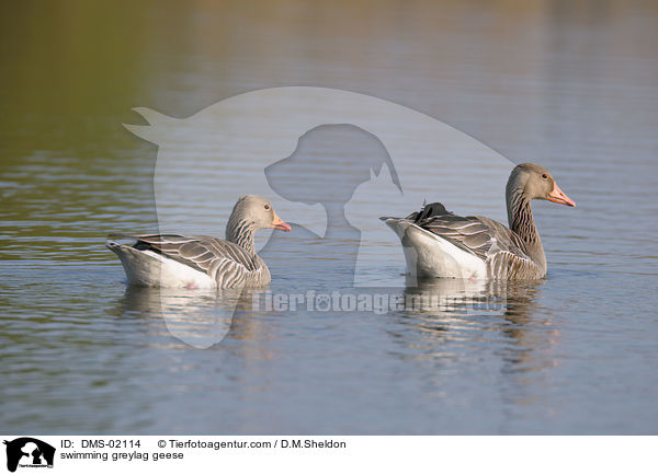 schwimmende Graugnse / swimming greylag geese / DMS-02114