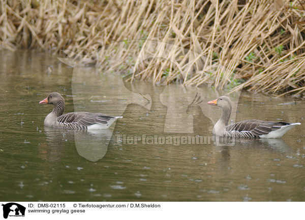schwimmende Graugnse / swimming greylag geese / DMS-02115