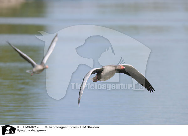 fliegende Graugnse / flying greylag geese / DMS-02120