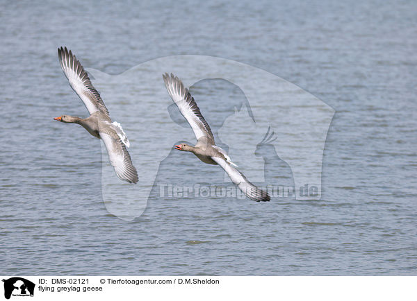 fliegende Graugnse / flying greylag geese / DMS-02121