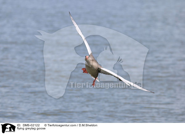 fliegende Graugans / flying greylag goose / DMS-02122