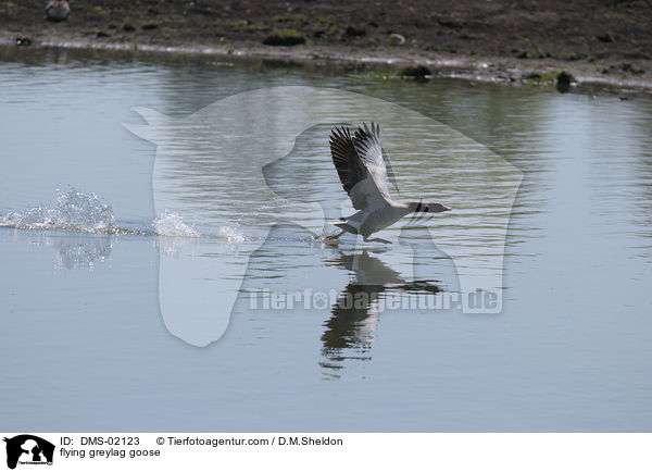 fliegende Graugans / flying greylag goose / DMS-02123