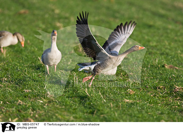 Graugnse / greylag geese / MBS-05747
