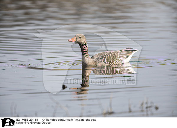 swimming Greylag Goose / MBS-20418