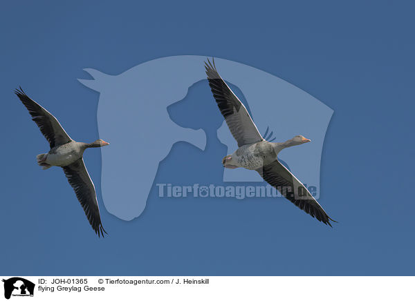 fliegende Graugnse / flying Greylag Geese / JOH-01365