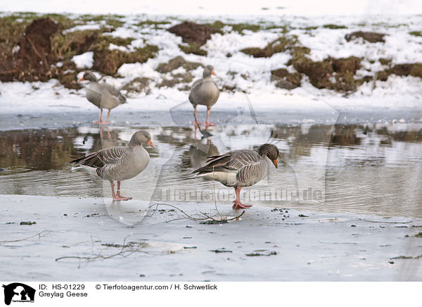 Greylag Geese / HS-01229