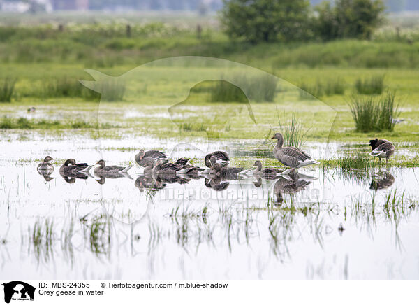 Graugnse im Wasser / Grey geese in water / MBS-24355