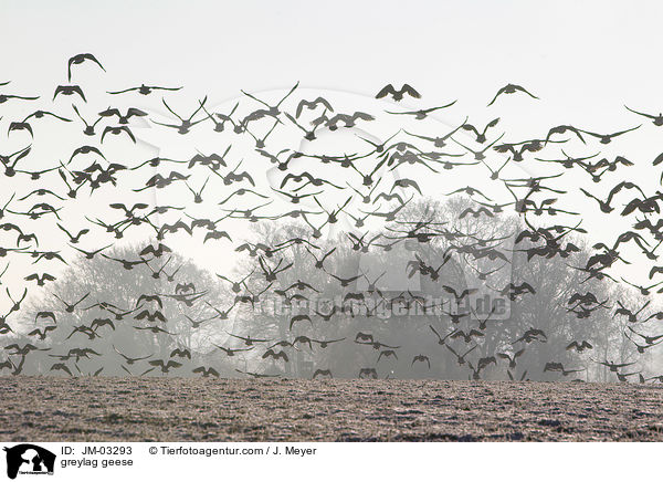 greylag geese / JM-03293
