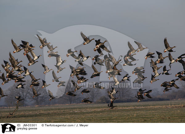 greylag geese / JM-03301