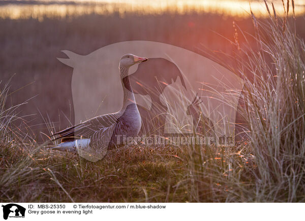 Graugans im Abendlicht / Grey goose in evening light / MBS-25350