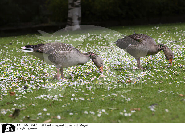 Graugnse / greylag geese / JM-08847