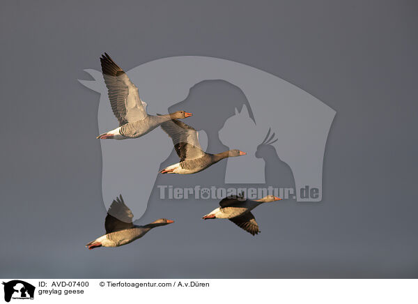 Graugnse / greylag geese / AVD-07400