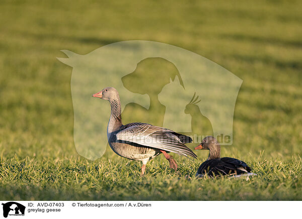 Graugnse / greylag geese / AVD-07403