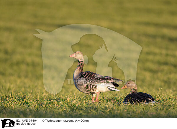 Graugnse / greylag geese / AVD-07404