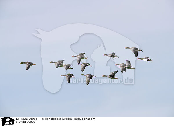 Graugnse / greylag geese / MBS-26095