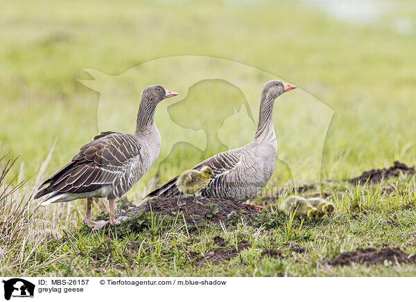 Graugnse / greylag geese / MBS-26157