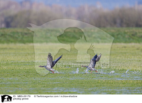 greylag geese / MBS-26179