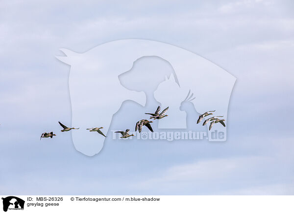 greylag geese / MBS-26326